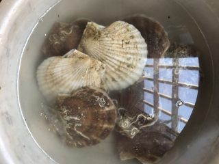 粉丝蒸扇贝(粉丝蒸扇贝蒜蓉蒸多久)