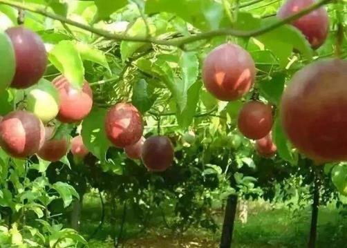 百香果的功效与作用